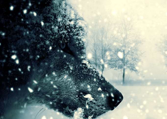 Wolf in snow