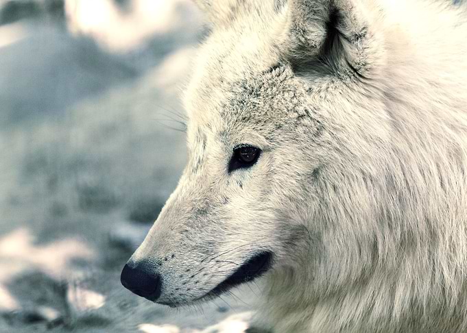 Wolf 4