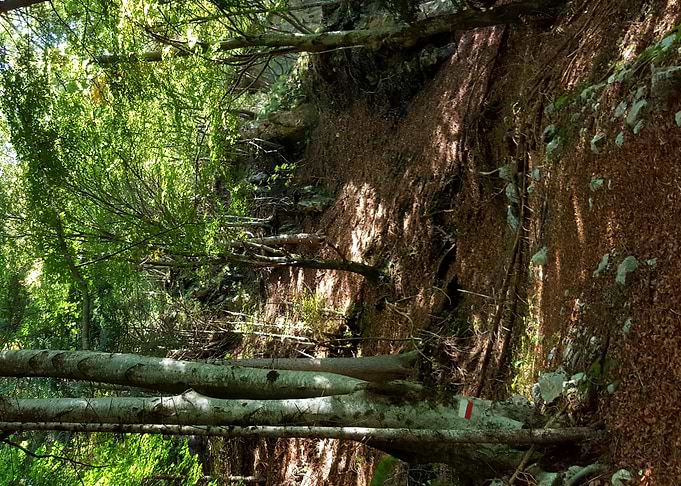 INSIDE THE FOREST
