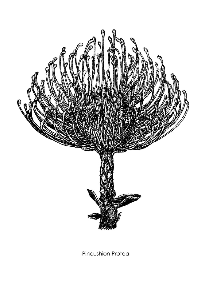 Pincushion Protea