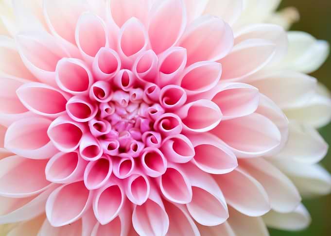 Flowers 129