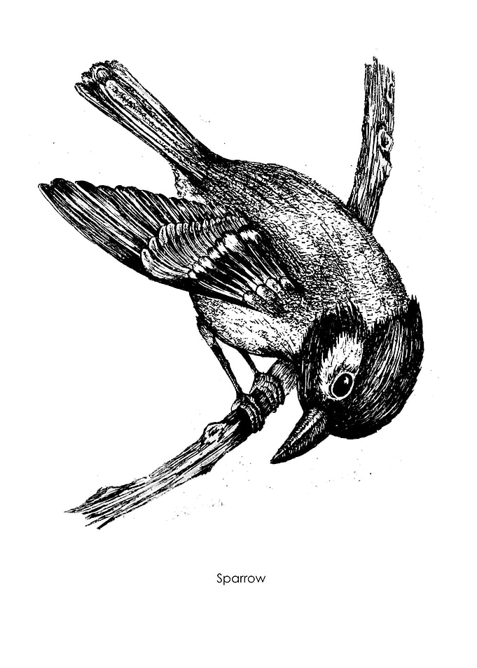 Sparrow