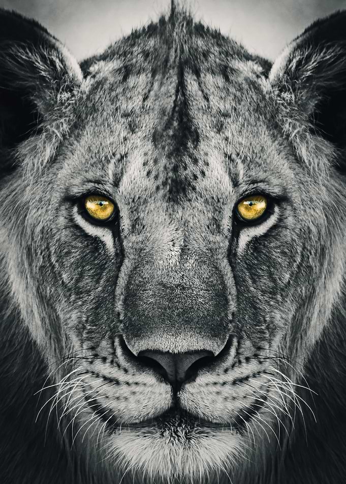 wild lion face yellow eye