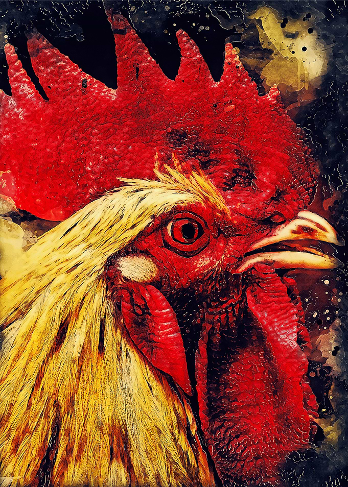 Rooster animal