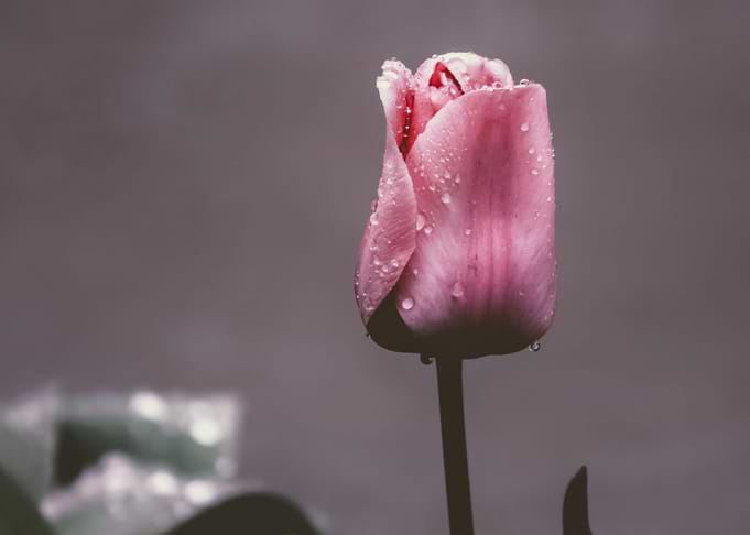 Flowers 27