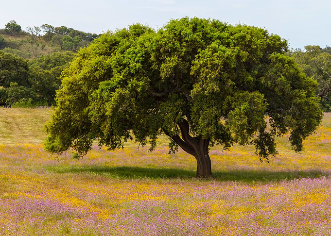 Colourful natural garden