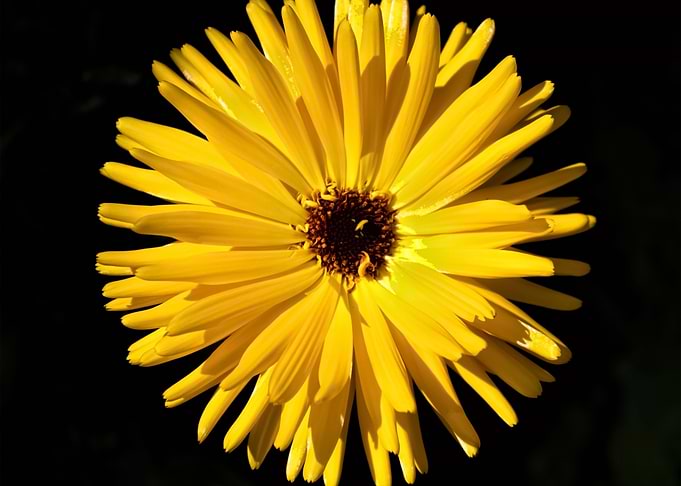 Flowers 54