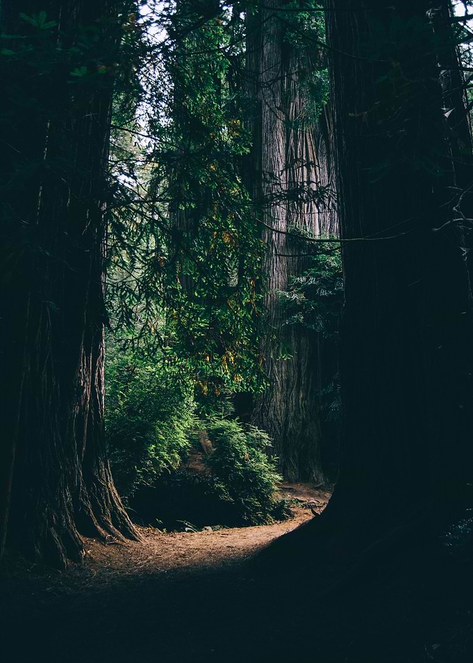Lost in the Forest