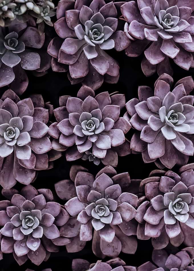 Plants 31