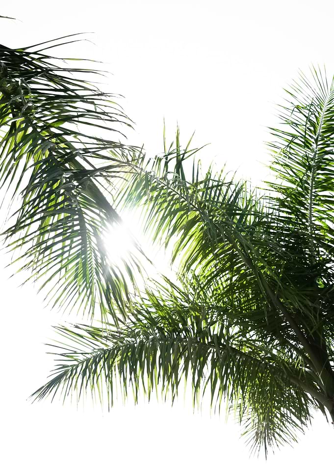 Plants 66