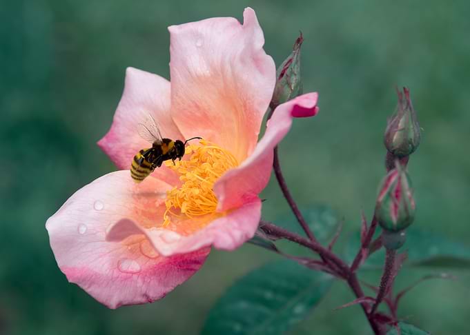 Flowers Bee
