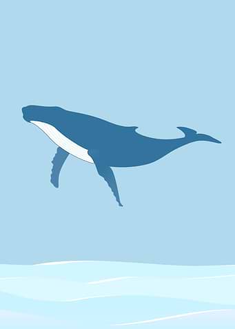 Whale