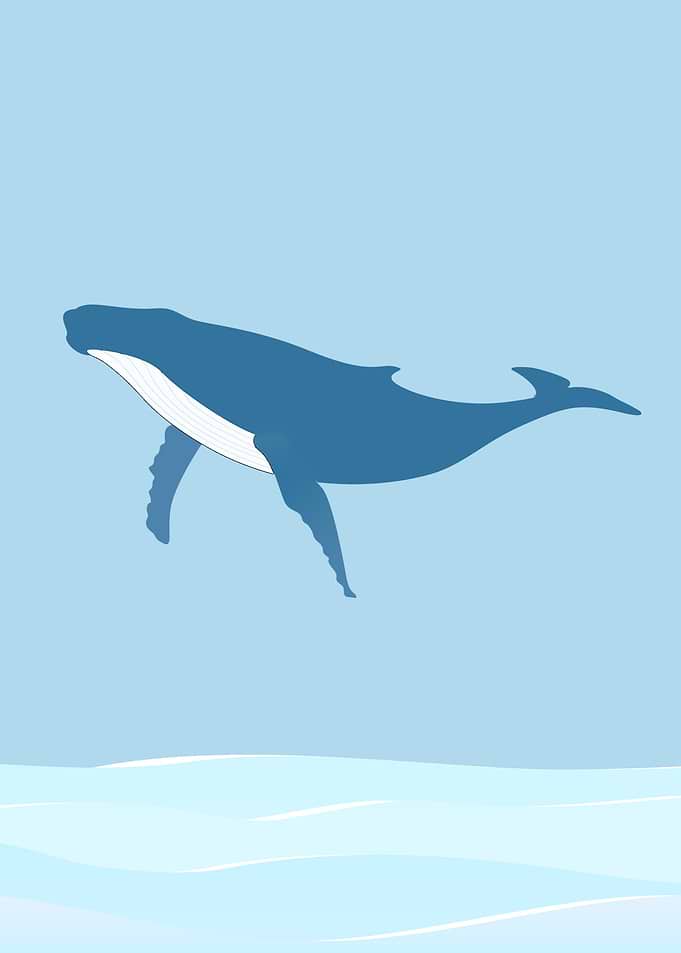 Whale