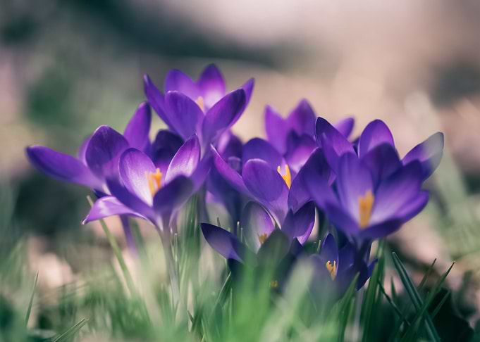 Flowers 134