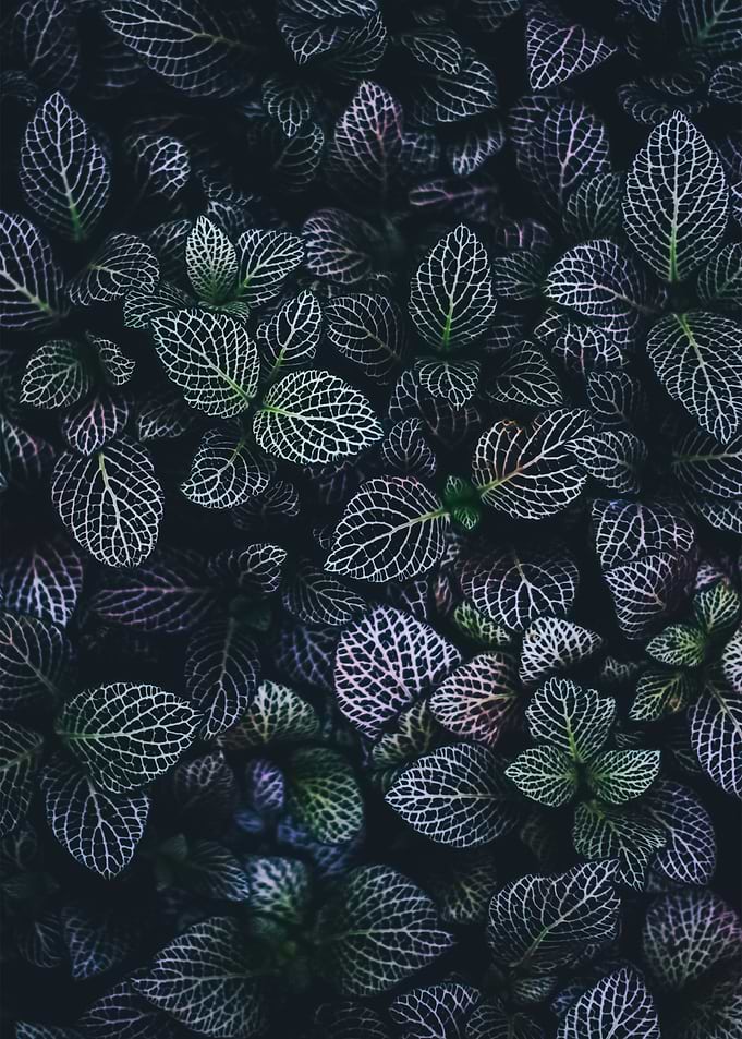 Plants 44