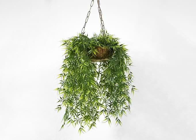 Plants 39