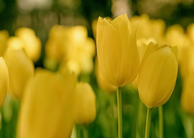 Flowers 131