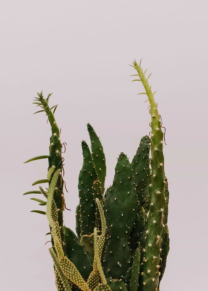 Plants 63