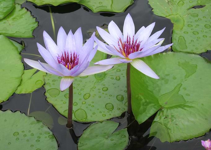 Twin Lillies