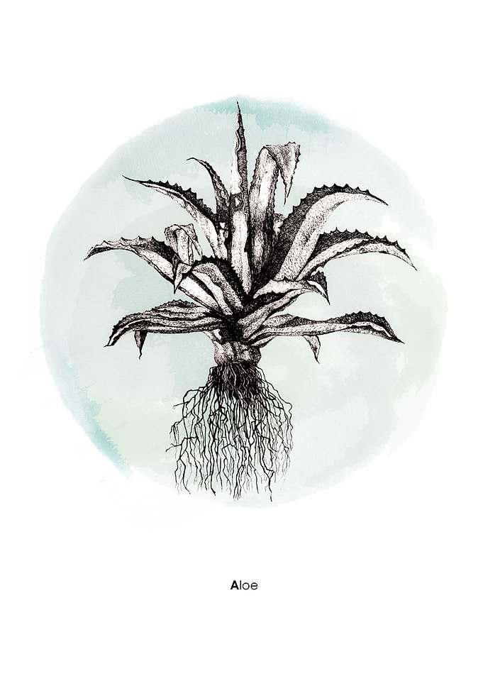 Aloe 2019