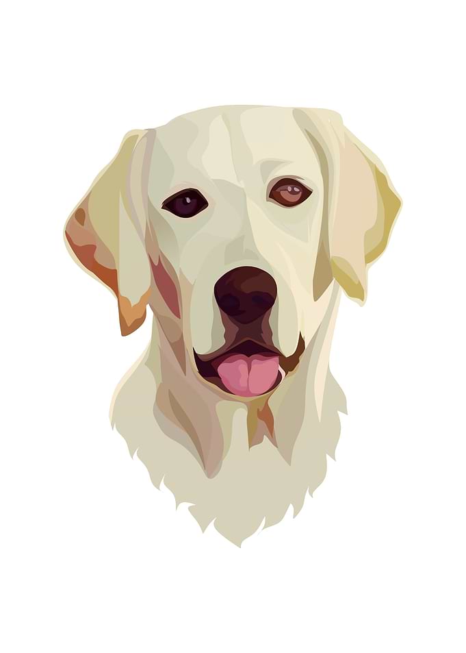 dog face
