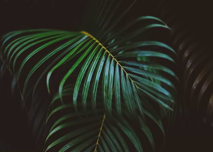 Plants 30