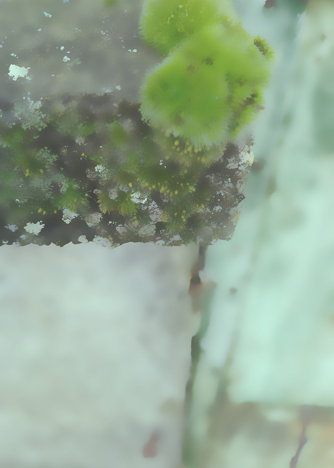 Moss and Lichen