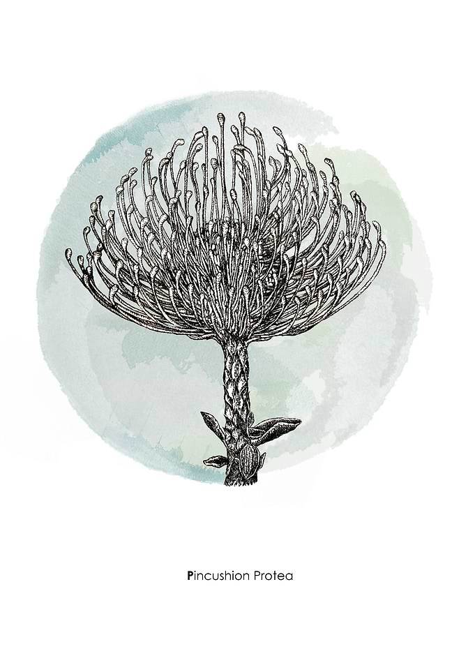 Pincushion Protea