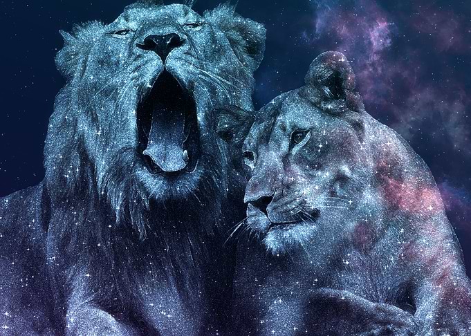 Lions Couple Galaxy