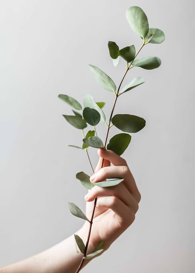 Plants 7