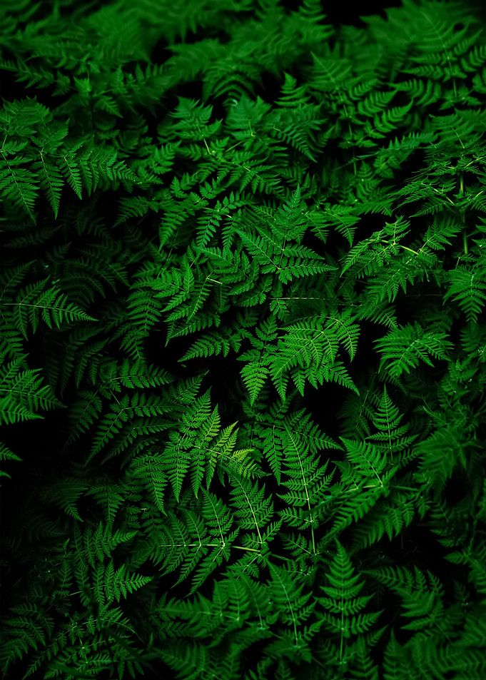 Plants 53