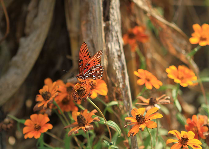 Butterfly on Flowers