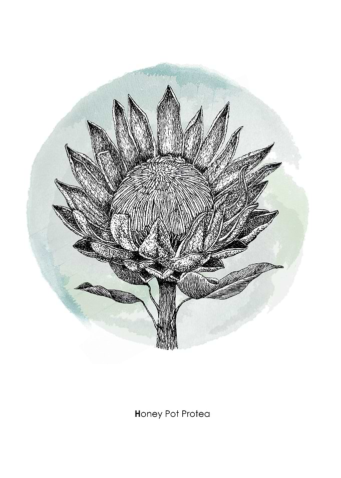 Honey Pot Protea