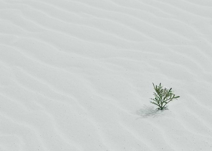 Plants 6