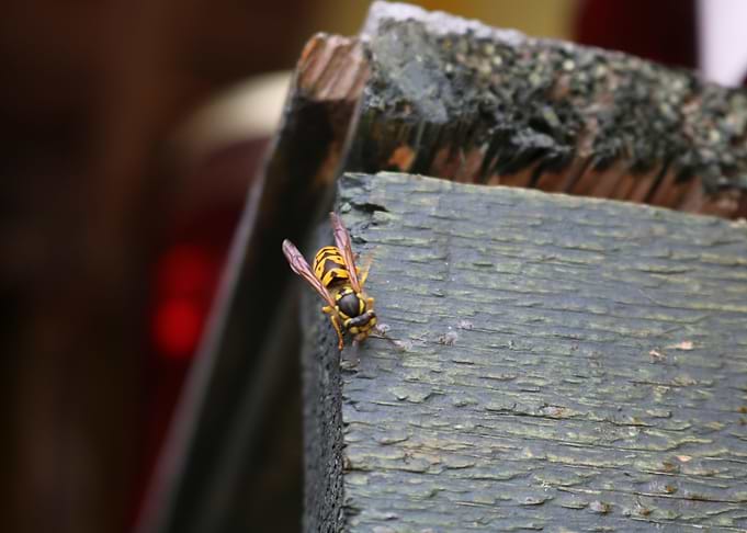 Bee