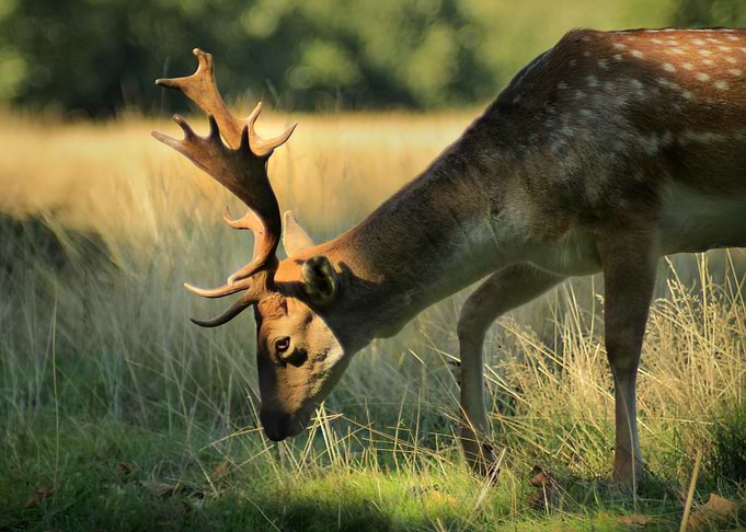 Deer