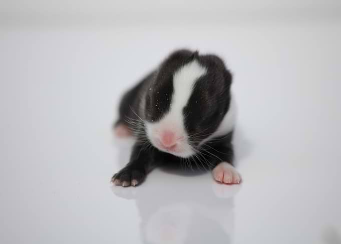 Baby Bunny