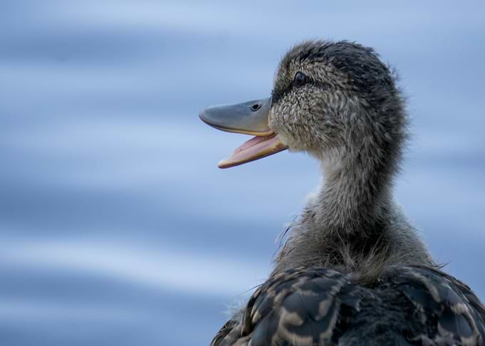Duck