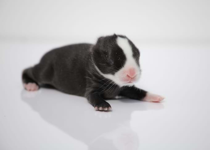 Baby Bunny