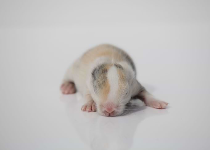 Baby Bunny