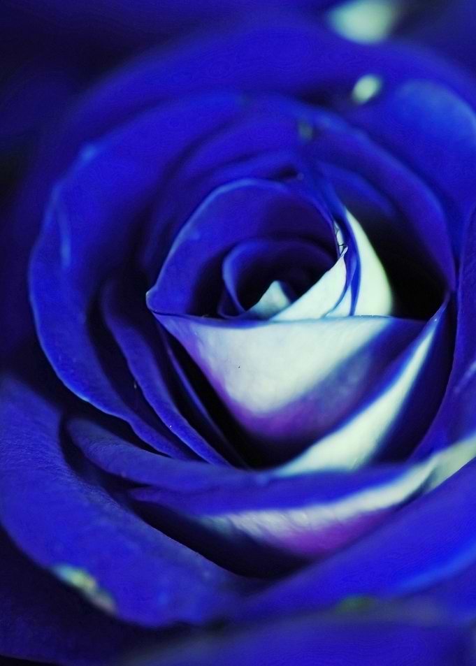 Blue Rose