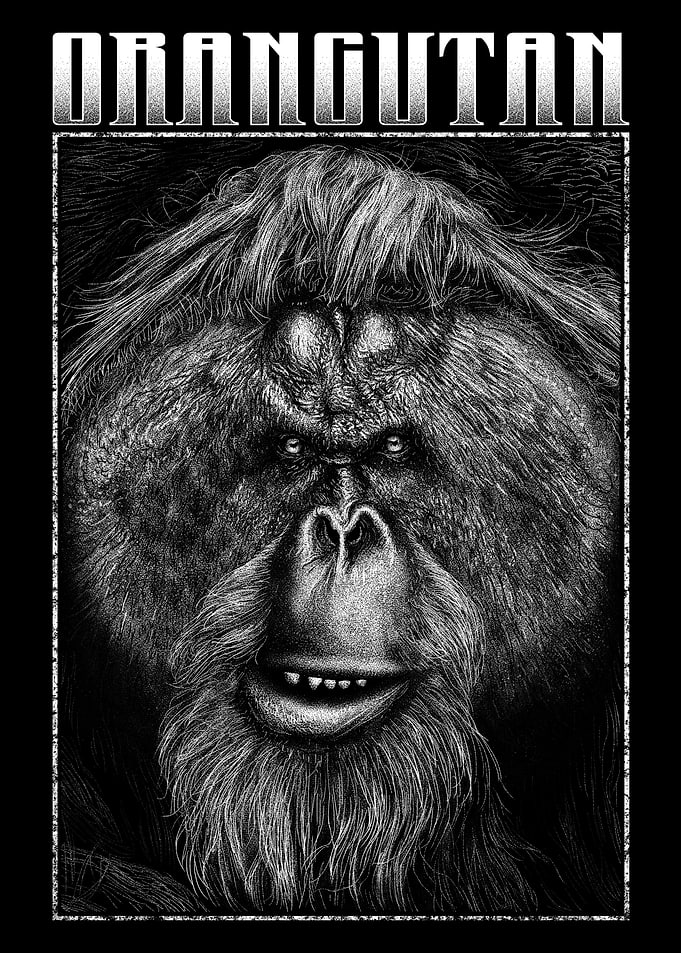 Orangutan