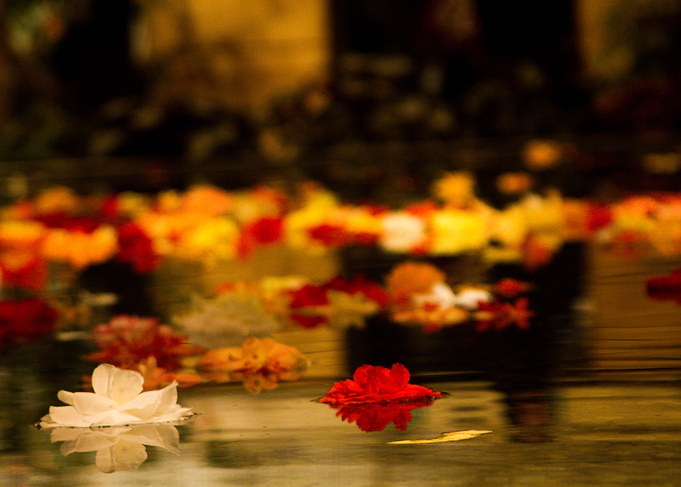 Flowers in a Pond