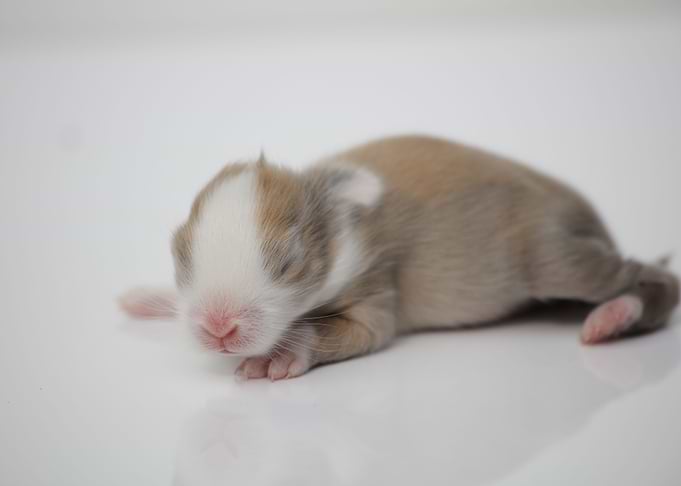 Baby Bunny