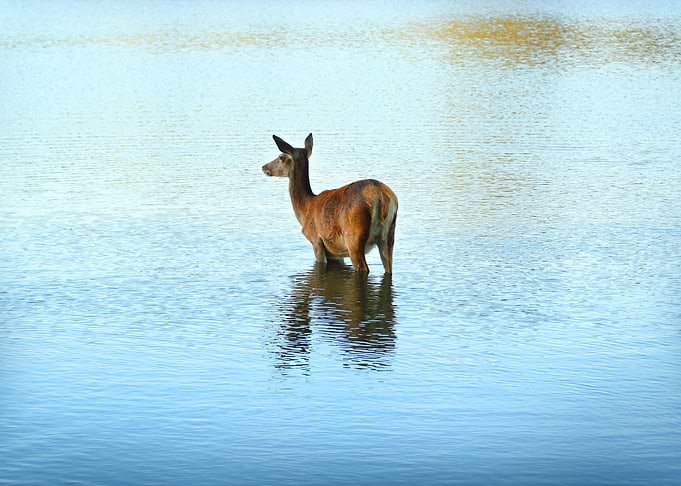 Doe 1