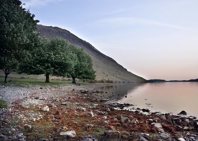 Lake Trees