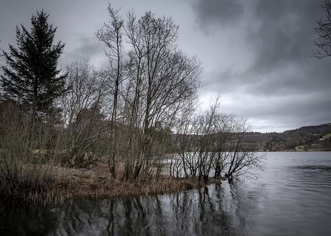 Tree Lake
