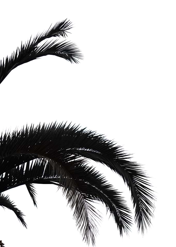 Palmleafs BW