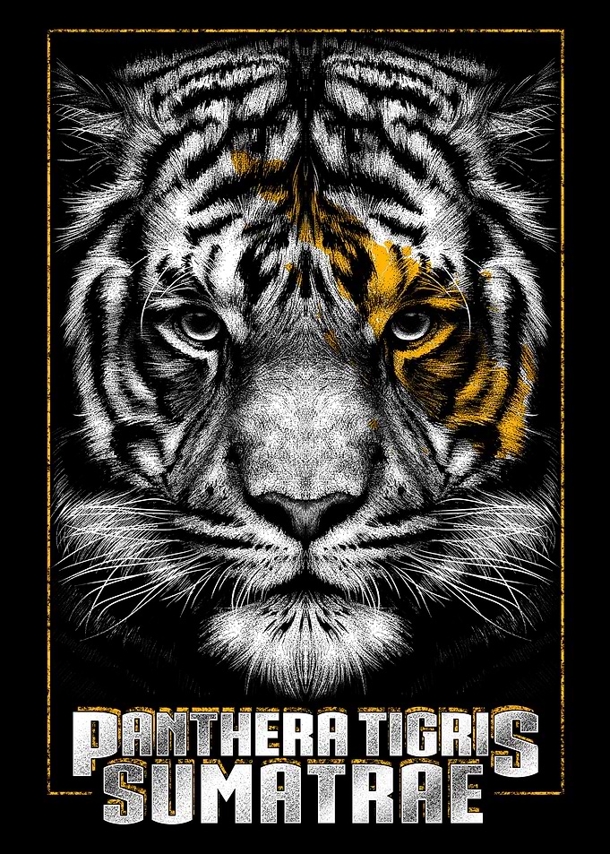 Sumatran Tiger