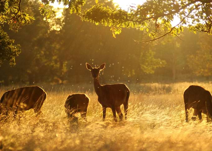 Golden Hour